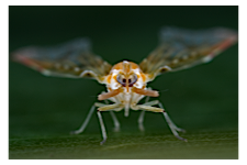 FLOW planthopper fulgoroidea fulgoromorpha insect